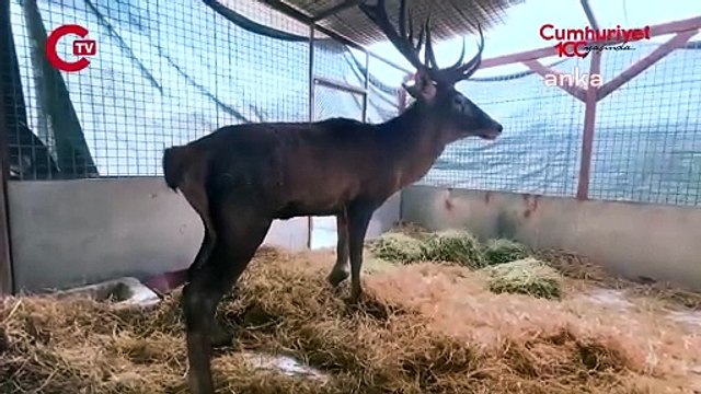 Fabrikaya sığınan geyik silahla vurulmuş! Veteriner yaşanılanları anlattı