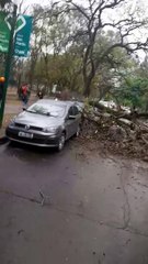 Un árbol cayó encima de un automóvil en el parque San Martín