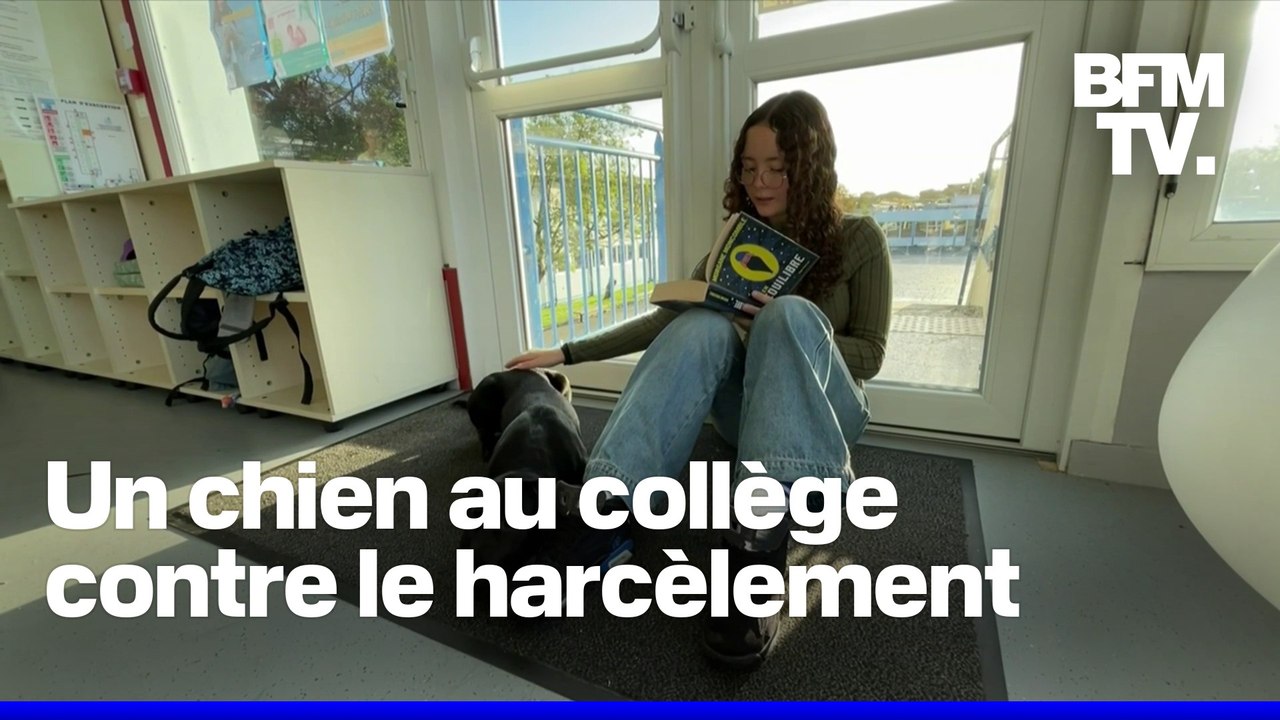 “J’ai l’impression d’avoir un ami”: un collège de Charente-Maritime adopte un chien pour lutter contre le harcèlement et le décrochage scolaire