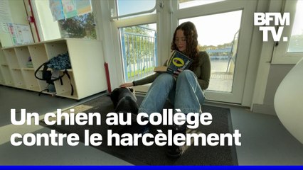 “J’ai l’impression d’avoir un ami”: un collège de Charente-Maritime adopte un chien pour lutter contre le harcèlement et le décrochage scolaire
