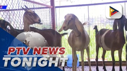 D.A. bans import of animals from Turkiye following FMD spread