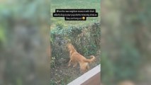 Encuentran un agujero en la valla del jardín y descubren que su perro tiene una gran razón para hacerlo