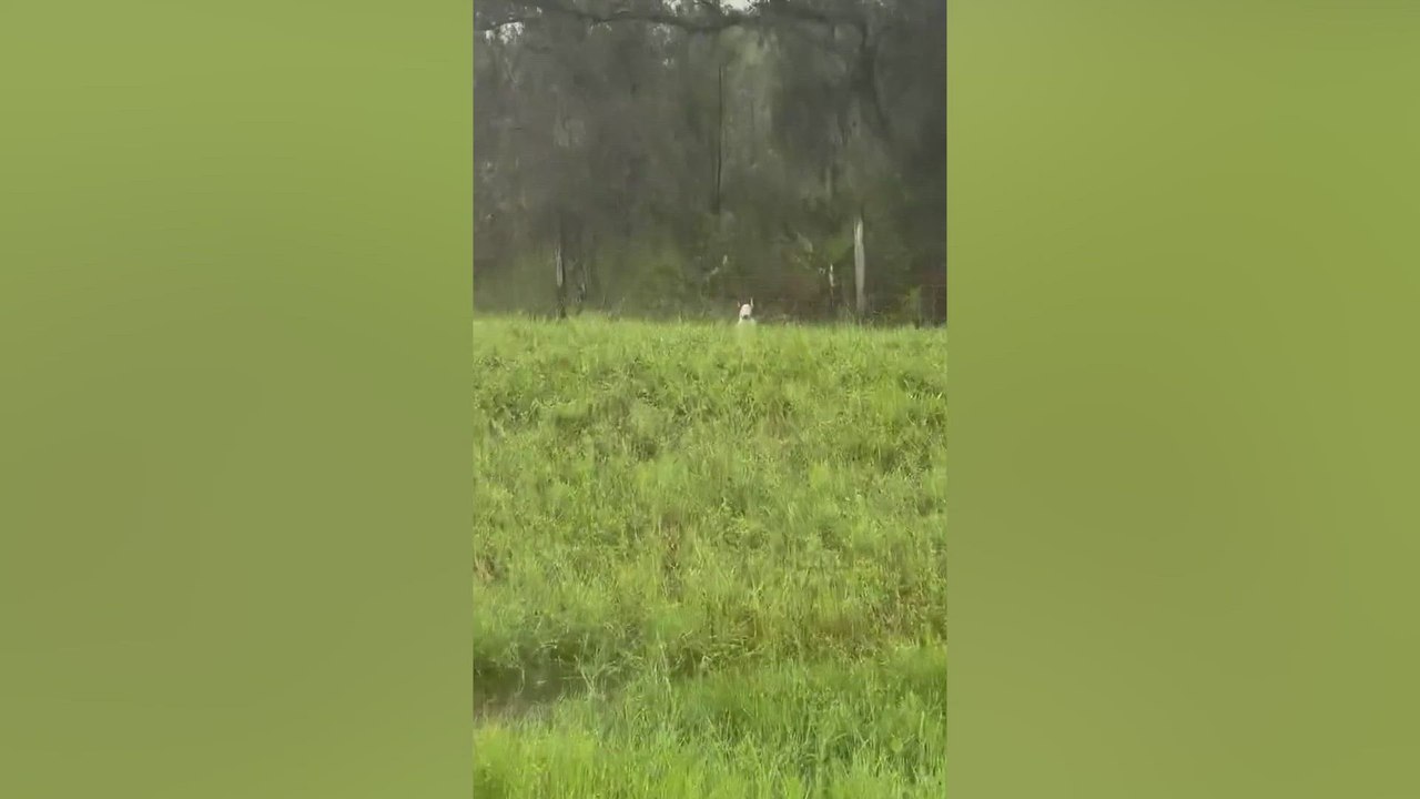 Florida Highway Patrol saves dog trapped as Hurricane Milton threatens Tampa