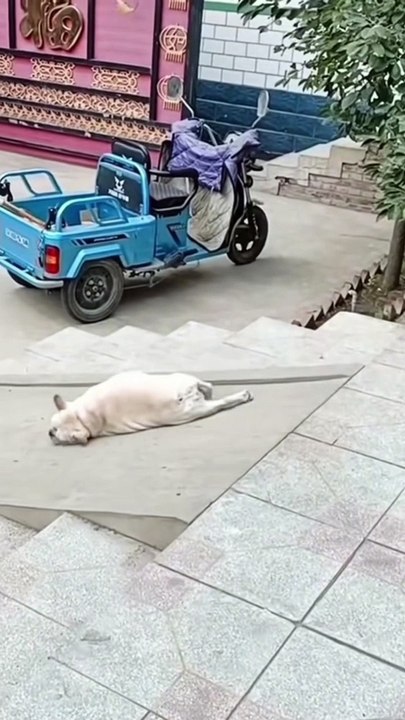 Unbelievably Funny Pet Moments Caught on Camera! 