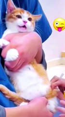 Pets Being Silly: Prepare to Laugh Out Loud! 