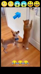 When Pets Try to Be Human… and Fail! 