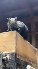 Cat Appears in Cobwebs