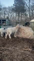 Group of Curious Lambs Surrounds Kitten Sitting on Top of Rock