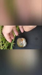 Woman Forms Special Bond With Little Rescued Tailorbird