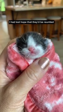 Woman Finds And Rescues Baby Cats From Underneath Her Porch