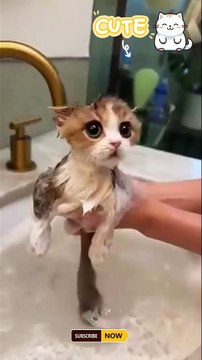 Cats Doing Cat Things #cats #catshorts #shortsviral #trending #funny #cute #trendingshorts