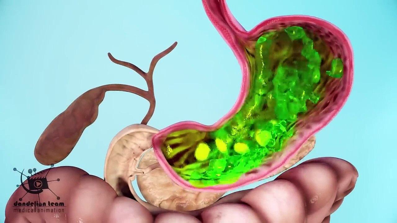 How does your body turns food into the poop_ Human digestive system(Animation)_Dandelion Team