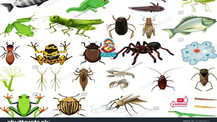 Creepy Crawlies poem for kids KIDS SCHOOL