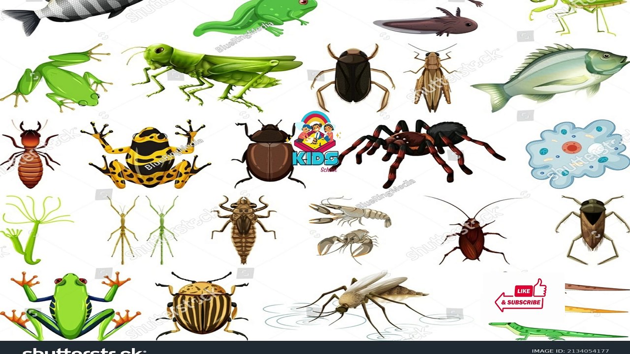 Creepy Crawlies poem for kids KIDS SCHOOL
