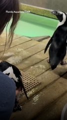 Penguins Moved to Higher Ground at Florida Aquarium Ahead of Hurricane Milton