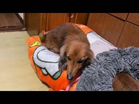Parrot Annoys Dog By Climbing on His Back