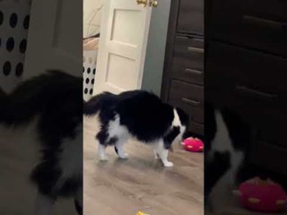 Cat Jumps Suddenly While Playing