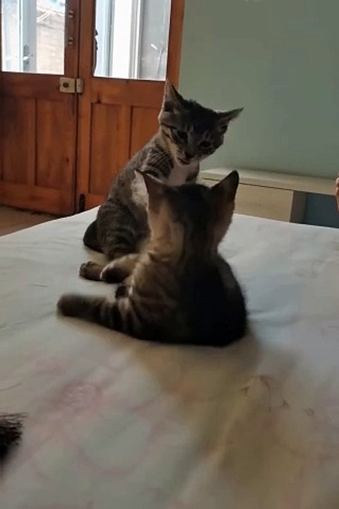 Funniest animals | cute animals | #animals #cuteanimals #funniestanimals