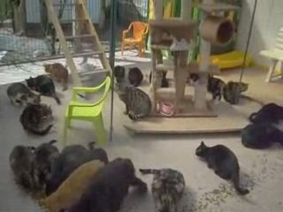 Le repas des félins...