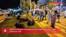 Kuşadası'nda merkeze inen yaban domuzları ilgi odağı oldu