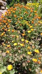 Luis, un rescatador de abejas