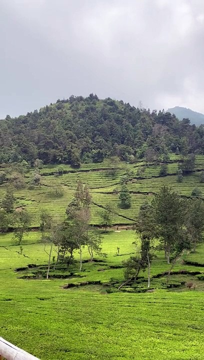 kebun teh Wonosobo Jawa Tengah