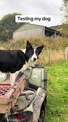 Testing storm on how well she listens to me #fyp #foryou #funnyvideo #viral_video #dog