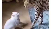Cats vs Puma