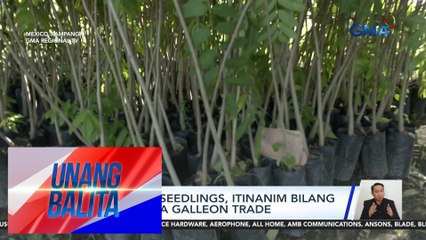 Mahigit 300 seedlings, itinanim bilang paggunita sa Galleon Trade | Unang Balita