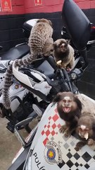 Saguis 'visitam' batalhão e policiais se surpreendem