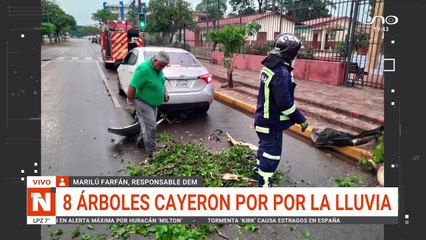 8 ARBOLES CAYERON EN SANTA CRUZ
