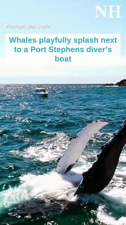 Whales playfully splash next to diver's boat at Port Stephens | Newcastle Herald | October 2024