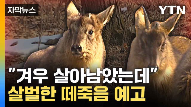 [자막뉴스] 누굴 위한 대책인가 ... 멸종 위기종 산양 잃고도 탁상공론 / YTN