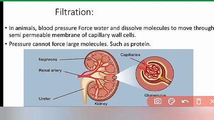 filtration class 9 Biology in Urdu/ in Hindi | Lecture #25 | cells and tissues | chp#4