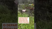 Polícia resgata cachorro amarrado em cerca antes da chegada do furacão Milton