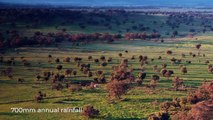 Mia Mia Aggregation, Purlewaugh, NSW | October 10, 2024 | Farmonline