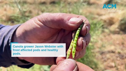 Canola grower Jason Webster with his frost affected crop