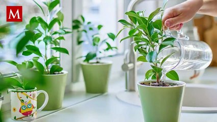 ¿Toda la lluvia es ácida? Esto pasa si riegas tus plantas con agua de lluvia