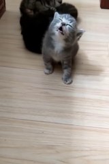 Top New Comedy video Funniest Cats and Dogs  _ Funny Animal Videos