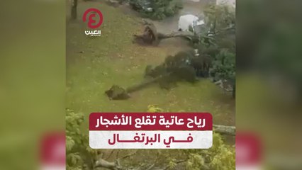 رياح عاتية تقلع الأشجار في البرتغال