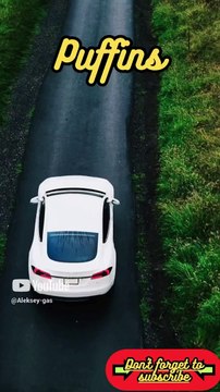 Animal Facts Puffins #shorts