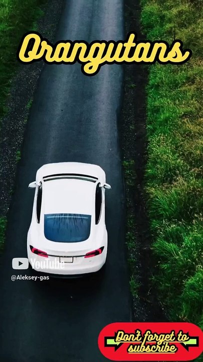 Animal Facts        Orangutans          #shorts