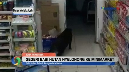 Geger Babi Hutan Nyelonong ke Minimarket di Aceh