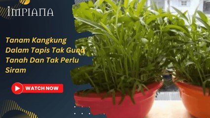 Tanam Kangkung Dalam Tapis Tak Guna Tanah Dan Tak Perlu Siram!
