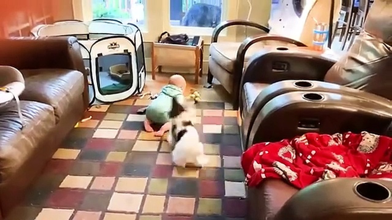 Best video of Cute Babies and Pets - Funny Baby and Pet