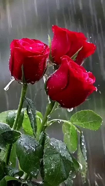 Fun Entertainment Nature