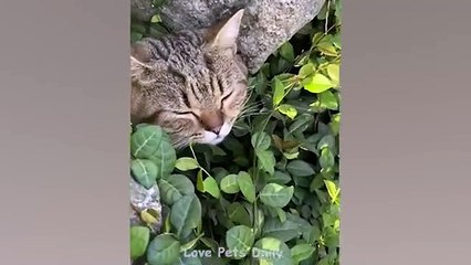 CAT LOVERS Beware These Adorable Reactions Will Steal Your Heart  Funniest New Videos About CATS