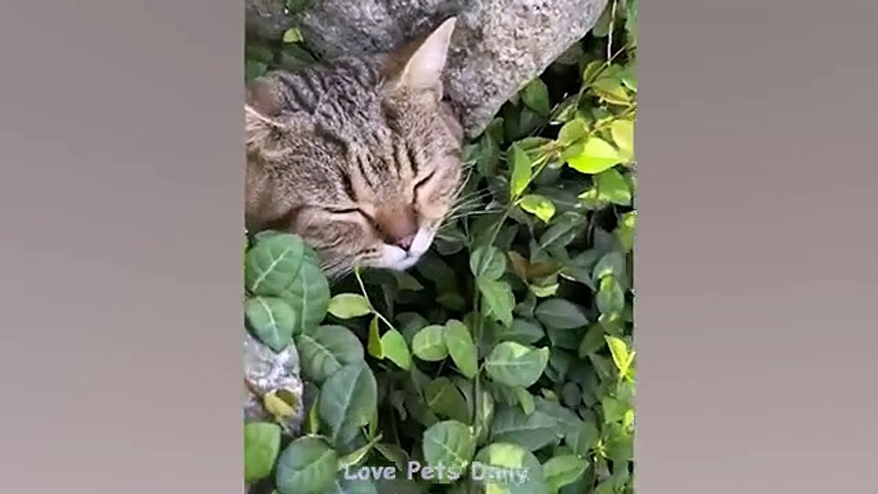 CAT LOVERS Beware These Adorable Reactions Will Steal Your Heart  Funniest New Videos About CATS