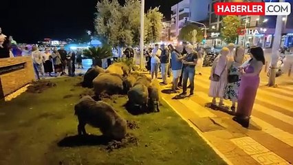 Kuşadası'nda Yaban Domuzları Şehir Merkezine İndi