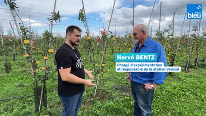 4/5 : pommes et pommiers courts à VEREXAL